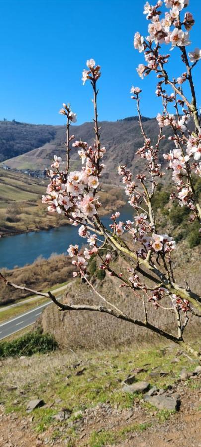 Ferienhaus Kaliva Zell an der Mosel Exteriör bild
